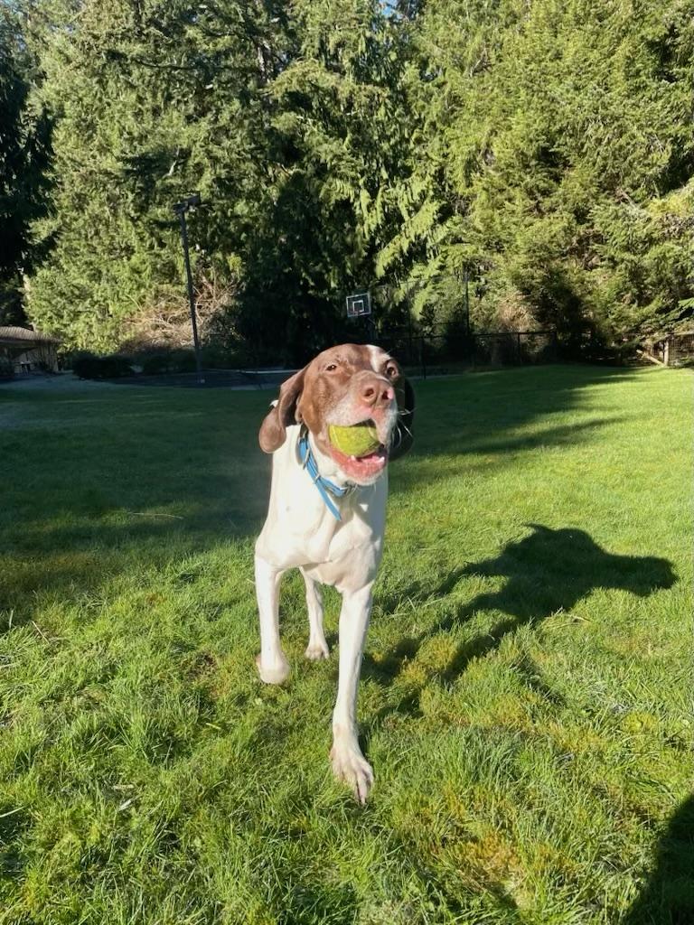 Enlarge Scout, a Adopted German Shorthaired Pointer in Seattle, WA image 6/6