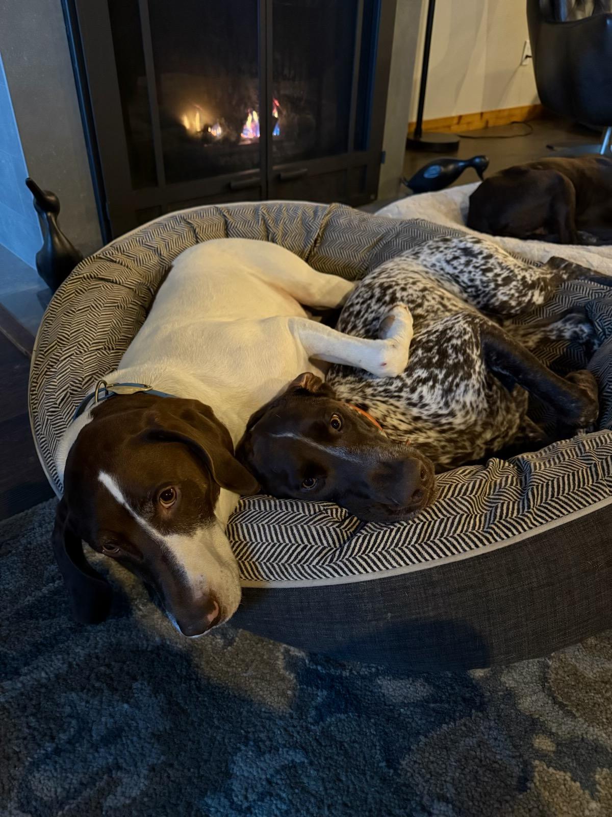 Enlarge Scout, a Adopted German Shorthaired Pointer in Seattle, WA image 5/6