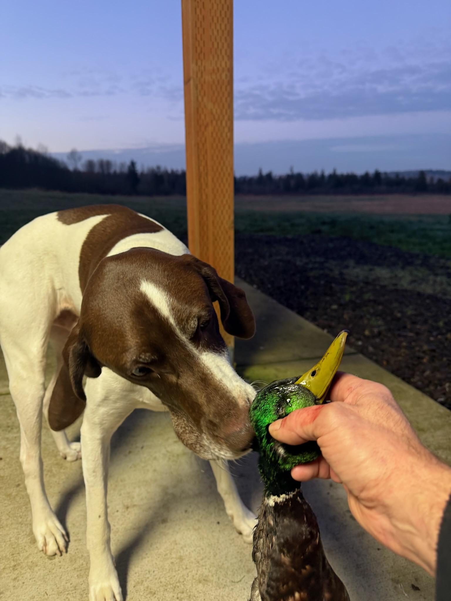 Enlarge Scout, a Adopted German Shorthaired Pointer in Seattle, WA image 4/6