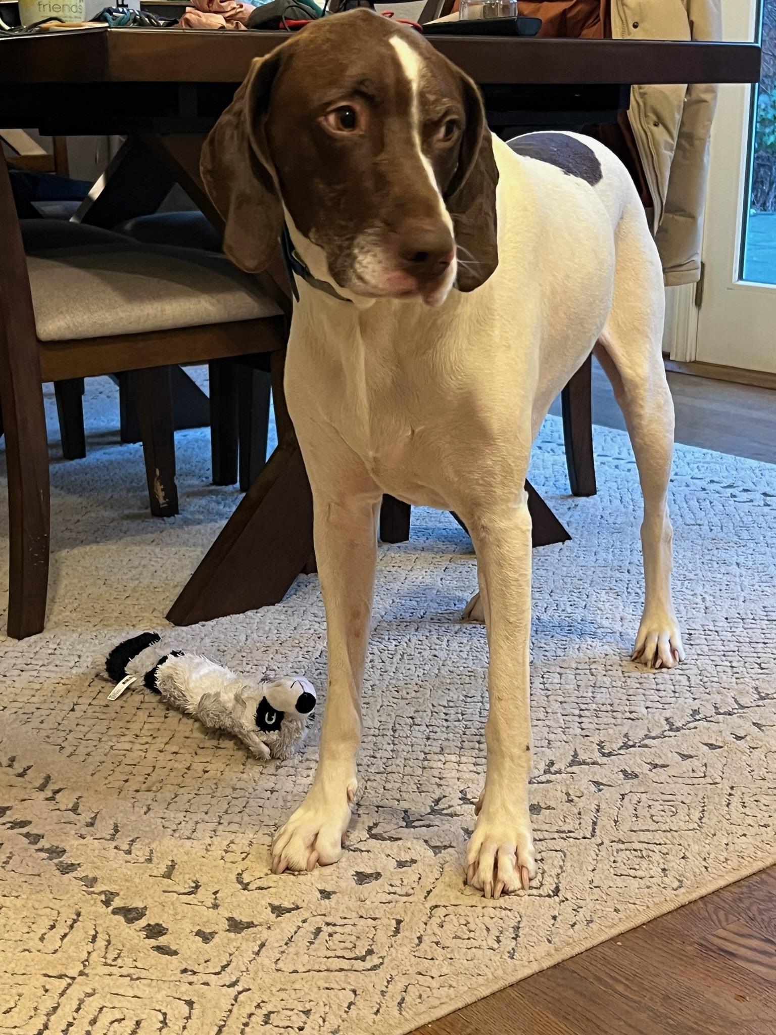 Enlarge Scout, a Adopted German Shorthaired Pointer in Seattle, WA image 3/6