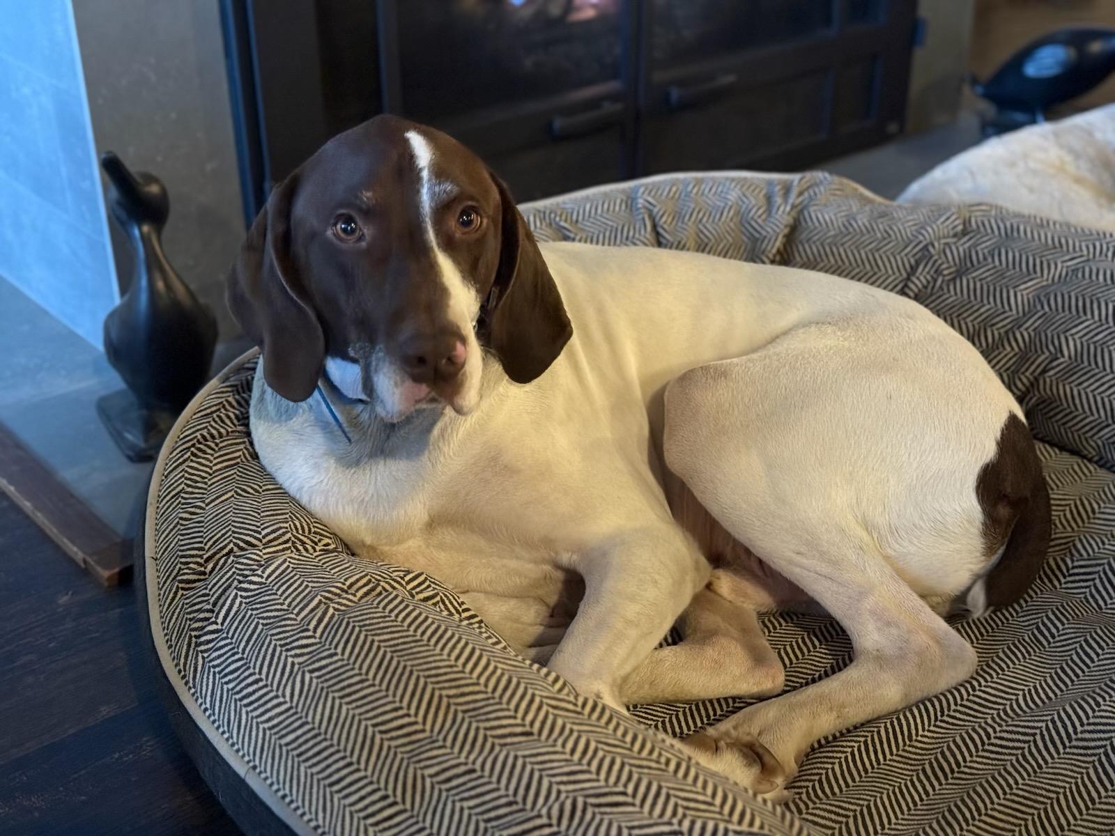 Enlarge Scout, a Adopted German Shorthaired Pointer in Seattle, WA image 2/6