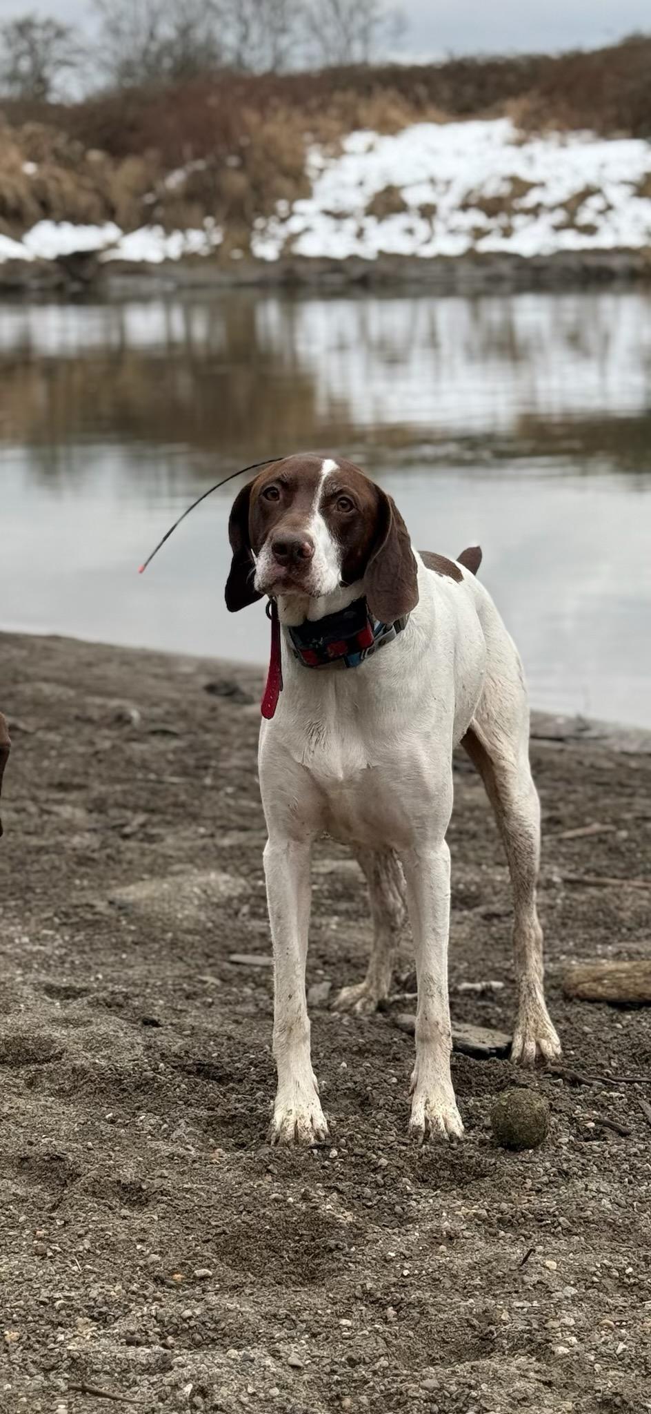 Scout, Adopted, Young Male German Shorthaired Pointer.