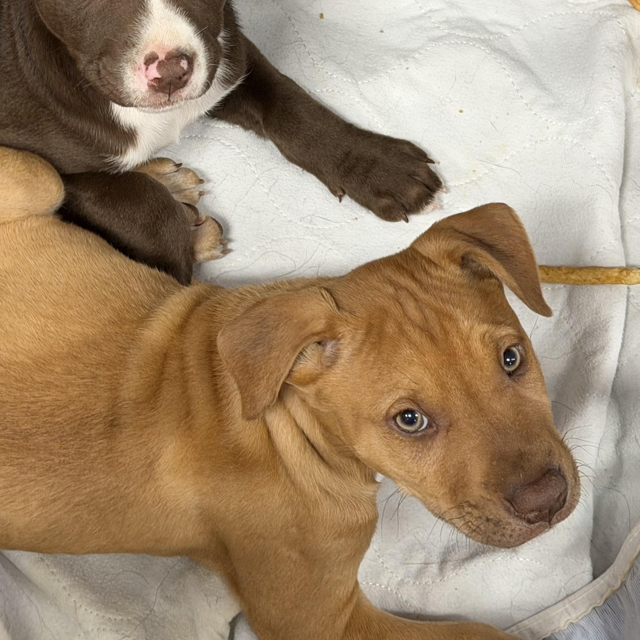 Eli, ADOPTABLE, Puppy Male Mixed Breed.