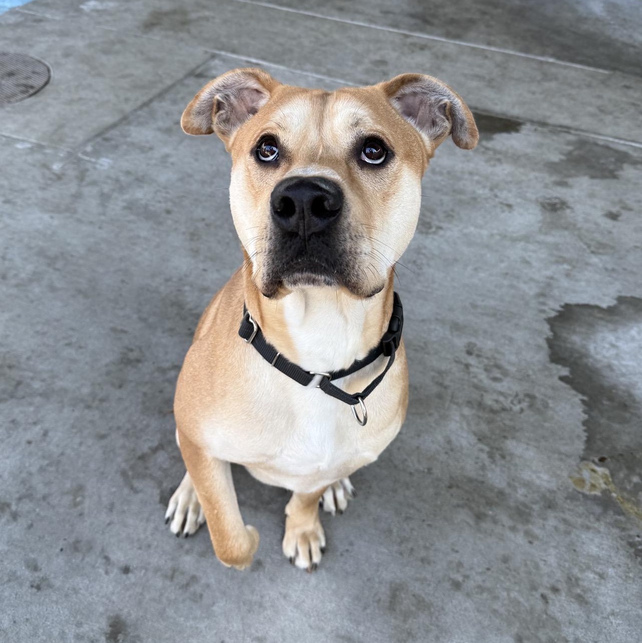 Biscotti, Adoptable, Adult Male Pit Bull Terrier & Terrier.