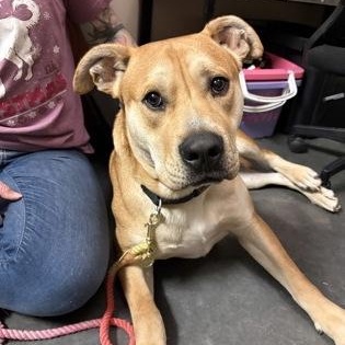 Enlarge Biscotti, a Adoptable mixed breed in Springfield, MO image 6/6