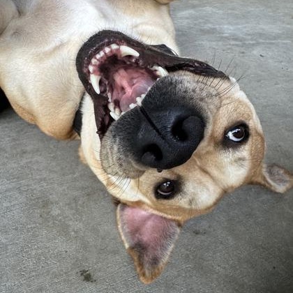 Enlarge Biscotti, a Adoptable mixed breed in Springfield, MO image 3/6