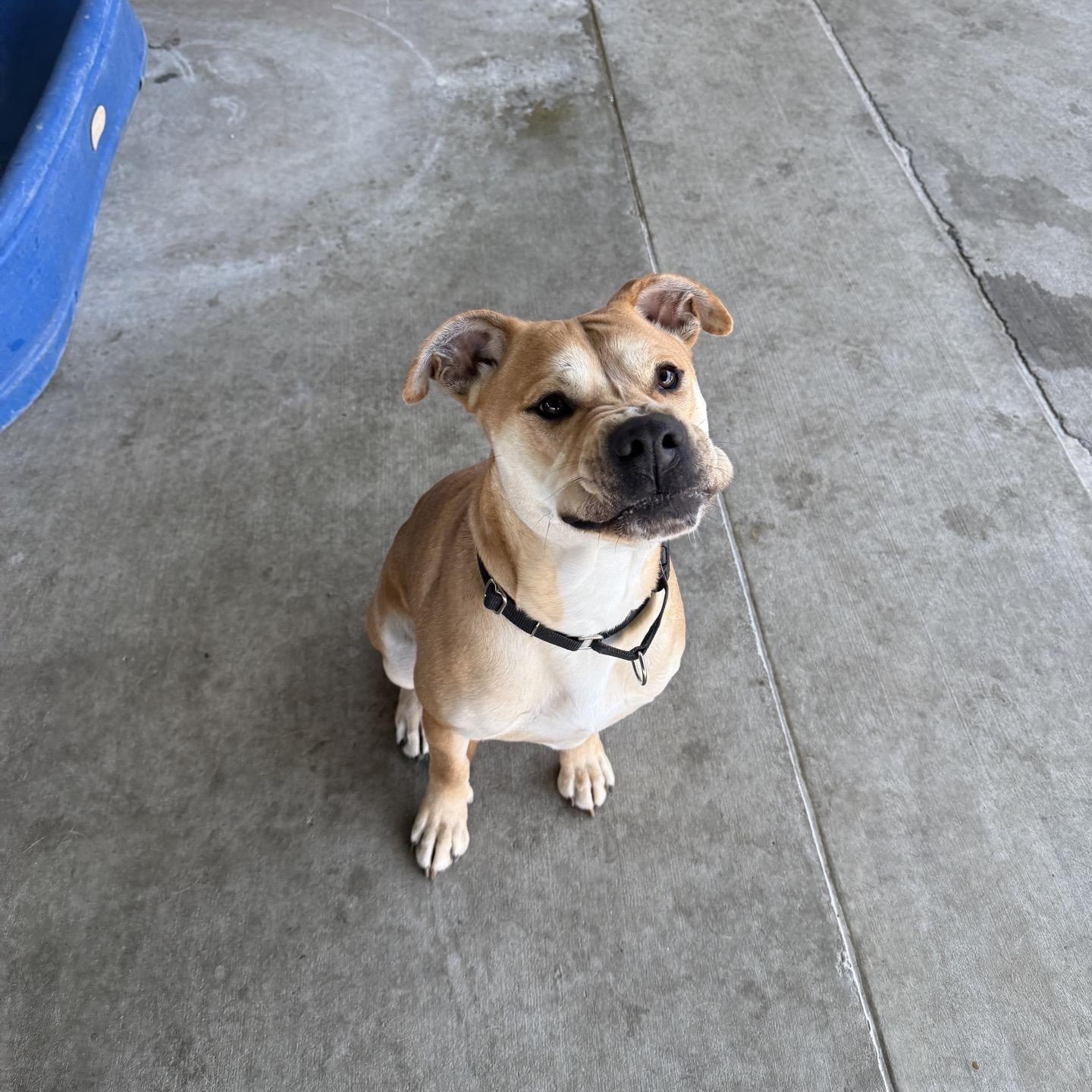 Enlarge Biscotti, a Adoptable mixed breed in Springfield, MO image 4/6