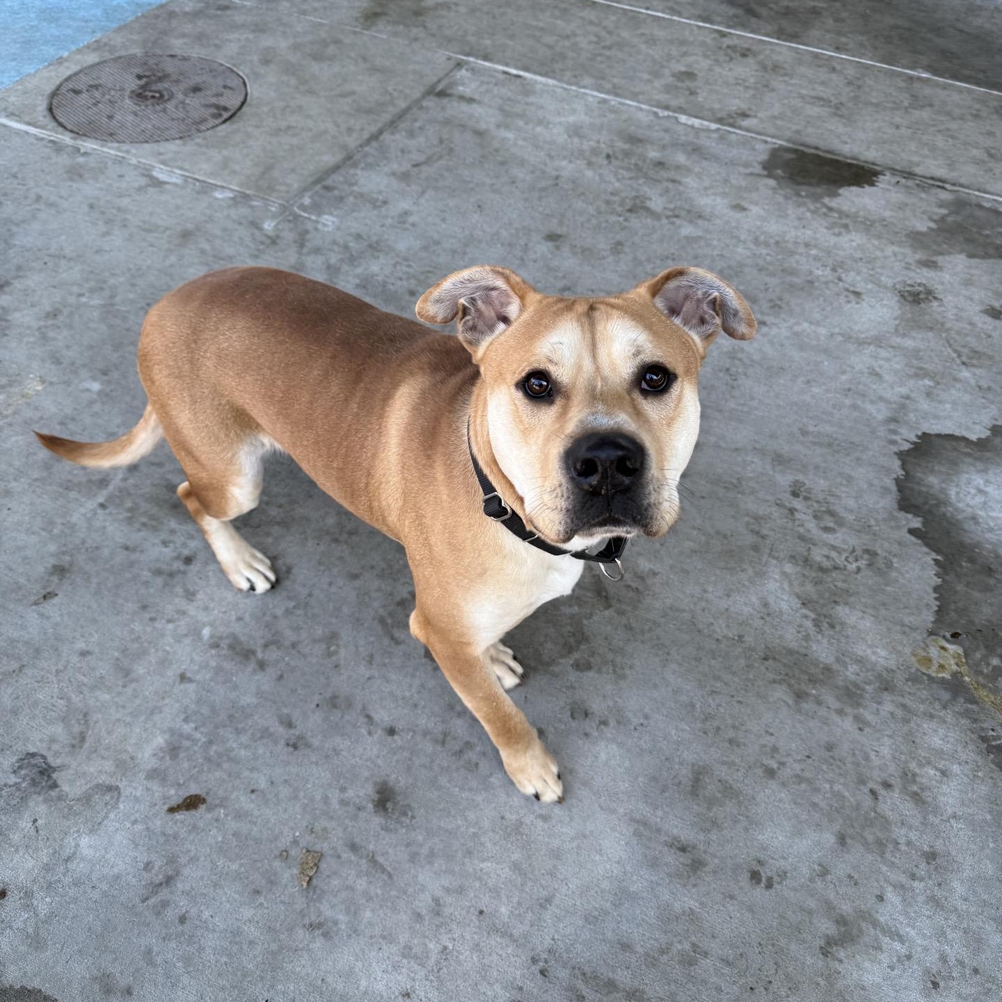 Enlarge Biscotti, a Adoptable mixed breed in Springfield, MO image 5/6
