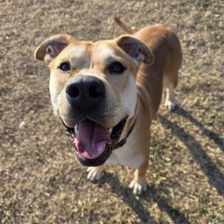 Enlarge Biscotti, a Adoptable mixed breed in Springfield, MO image 2/6