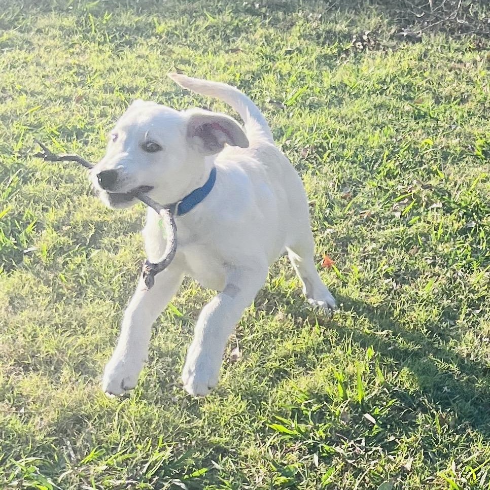 BONFIRE, a Adoptable Labrador Retriever in Broken Arrow, OK image 5/5