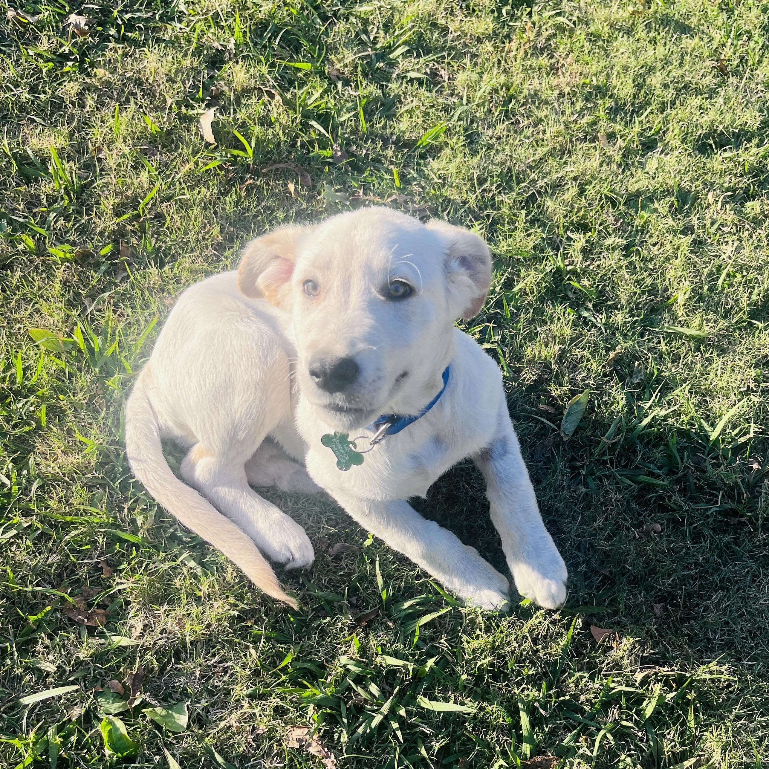 BONFIRE, a Adoptable Labrador Retriever in Broken Arrow, OK image 3/5