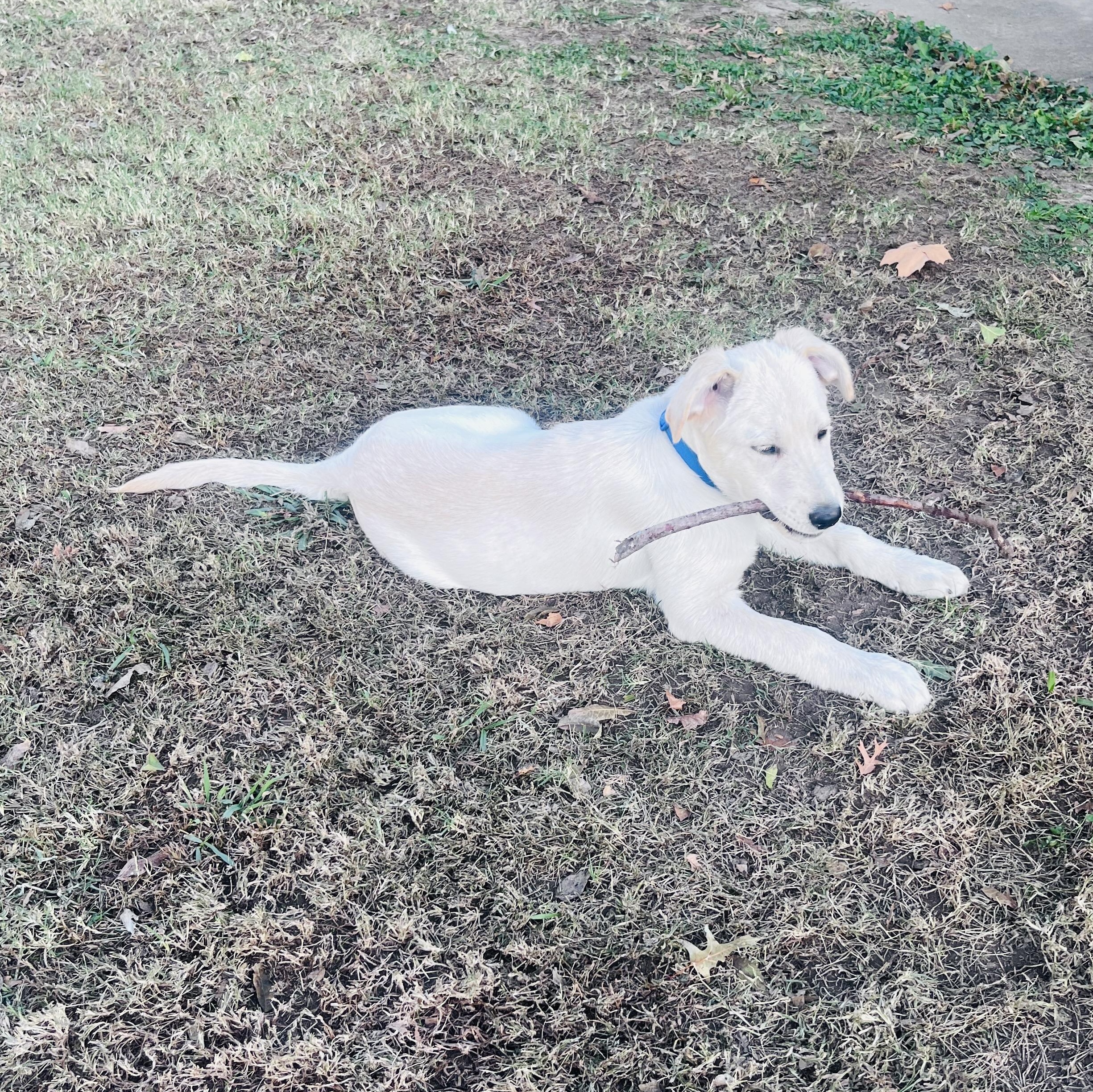 BONFIRE, a Adoptable Labrador Retriever in Broken Arrow, OK image 4/5