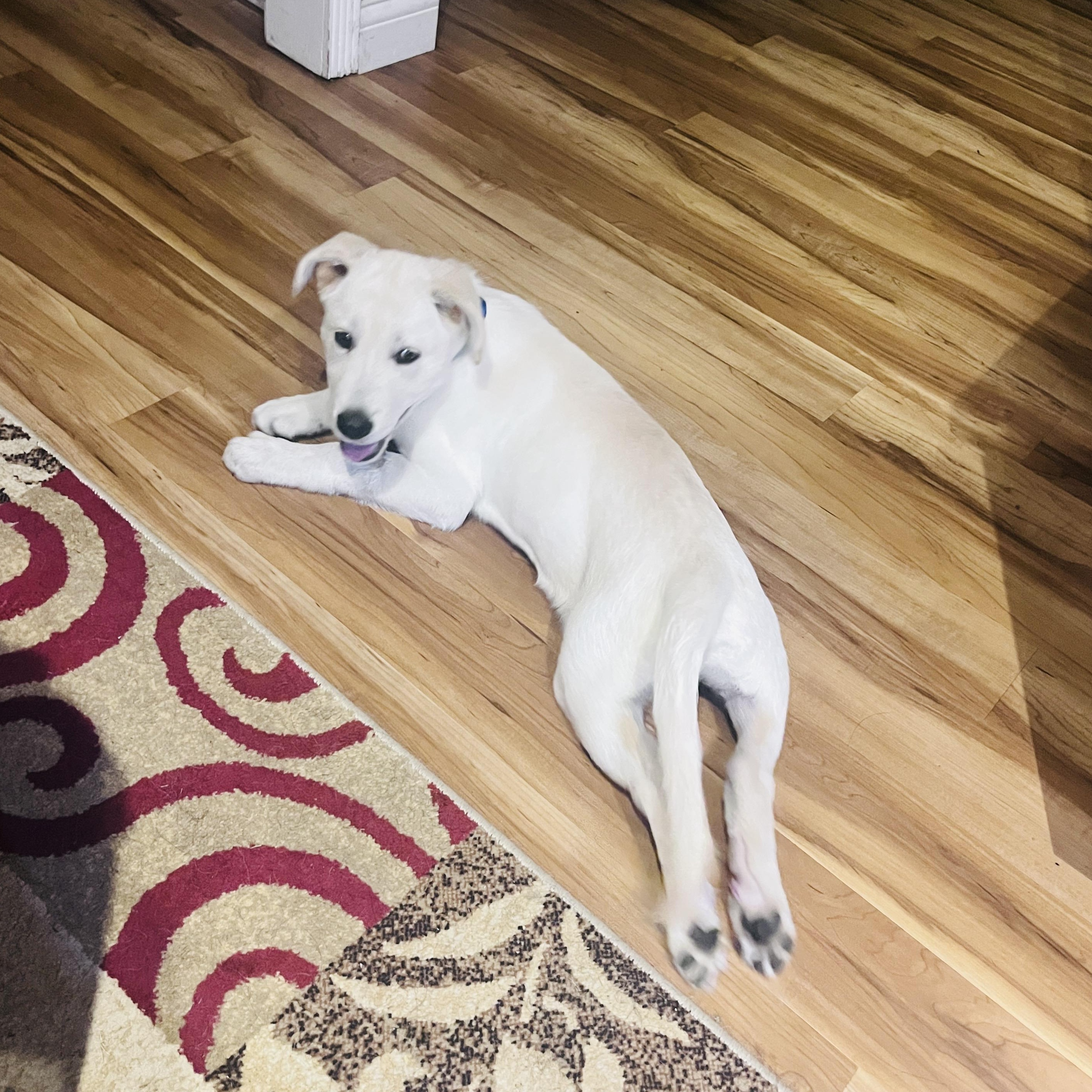 BONFIRE, a Adoptable Labrador Retriever in Broken Arrow, OK image 2/5