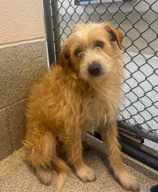BARNEY, Adoptable, Young Male Cocker Spaniel & Mixed Breed.