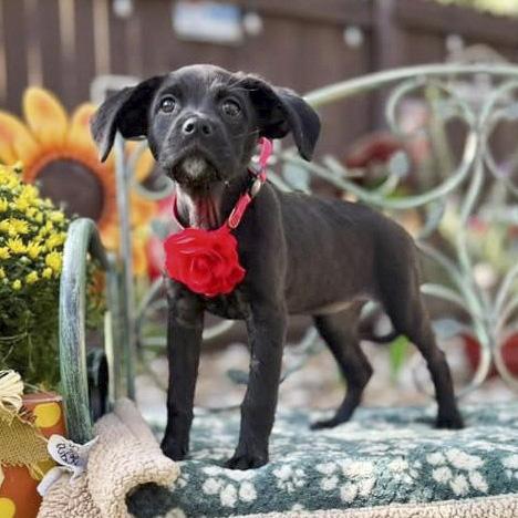 Onyx, Adoptable, Puppy Female Boxer & Blue Lacy.