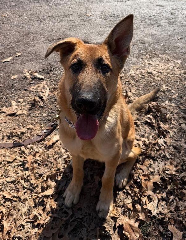 Yogi, Adoptable, Puppy Male German Shepherd Dog & Labrador Retriever.