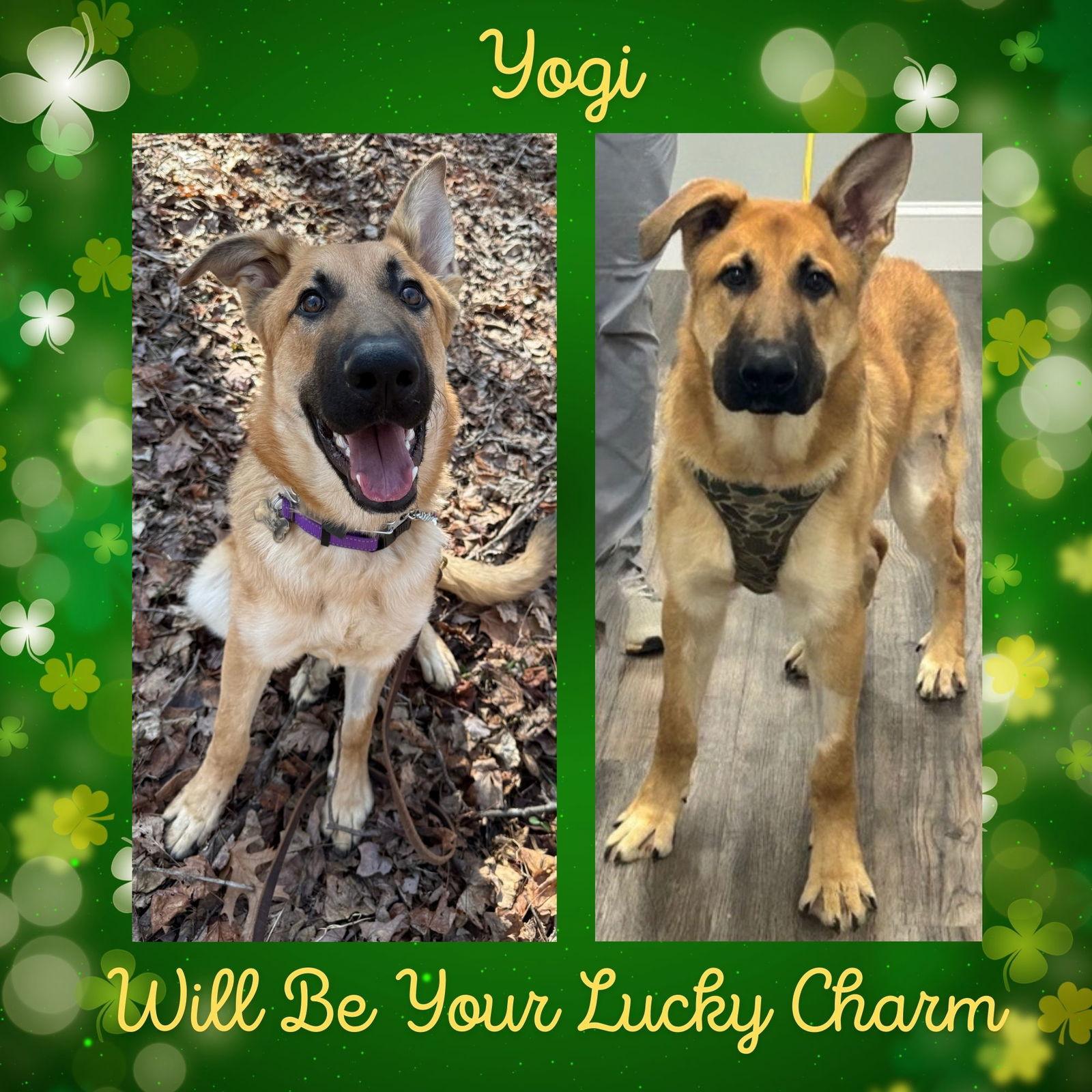 Enlarge Yogi, a Adoptable mixed breed in Baltimore, MD image 2/3