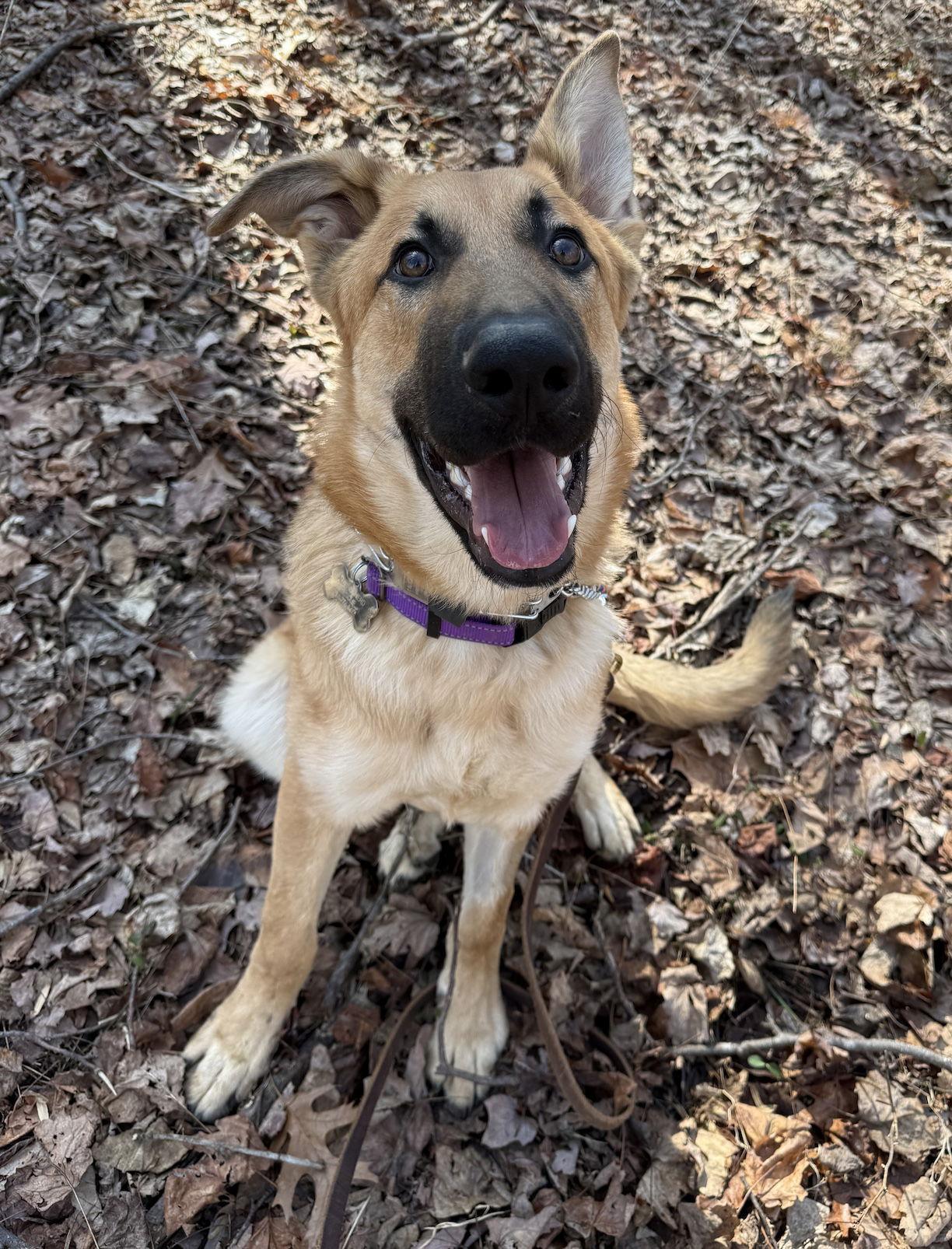 Enlarge Yogi, a Adoptable mixed breed in Baltimore, MD image 3/3