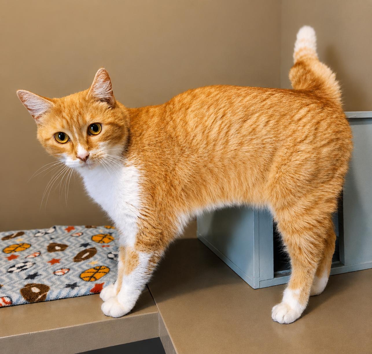 Enlarge Annie, a Adoptable Domestic Short Hair in Lathrop, CA image 1/1