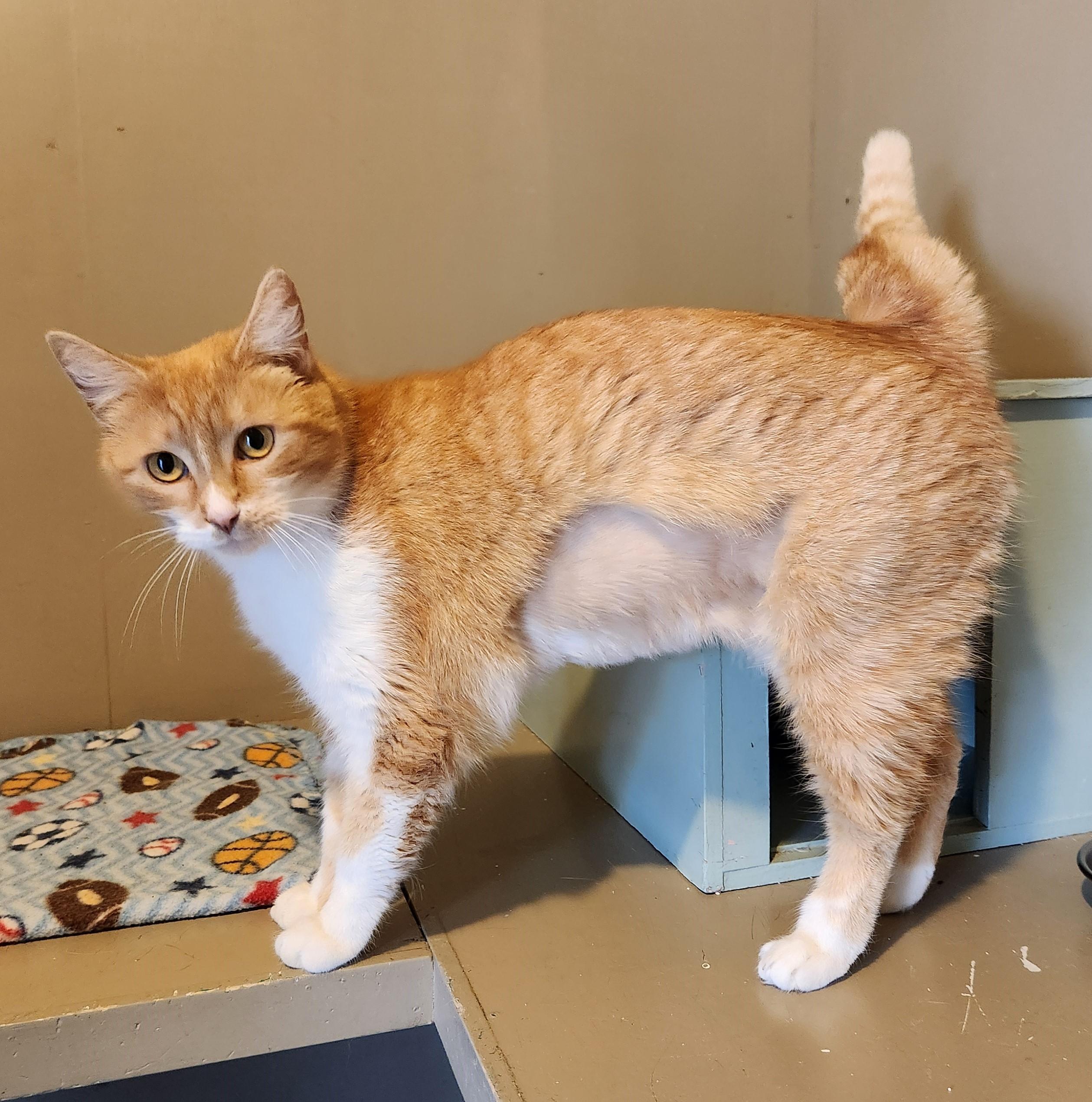 Annie, Adoptable, Young Female Domestic Short Hair.