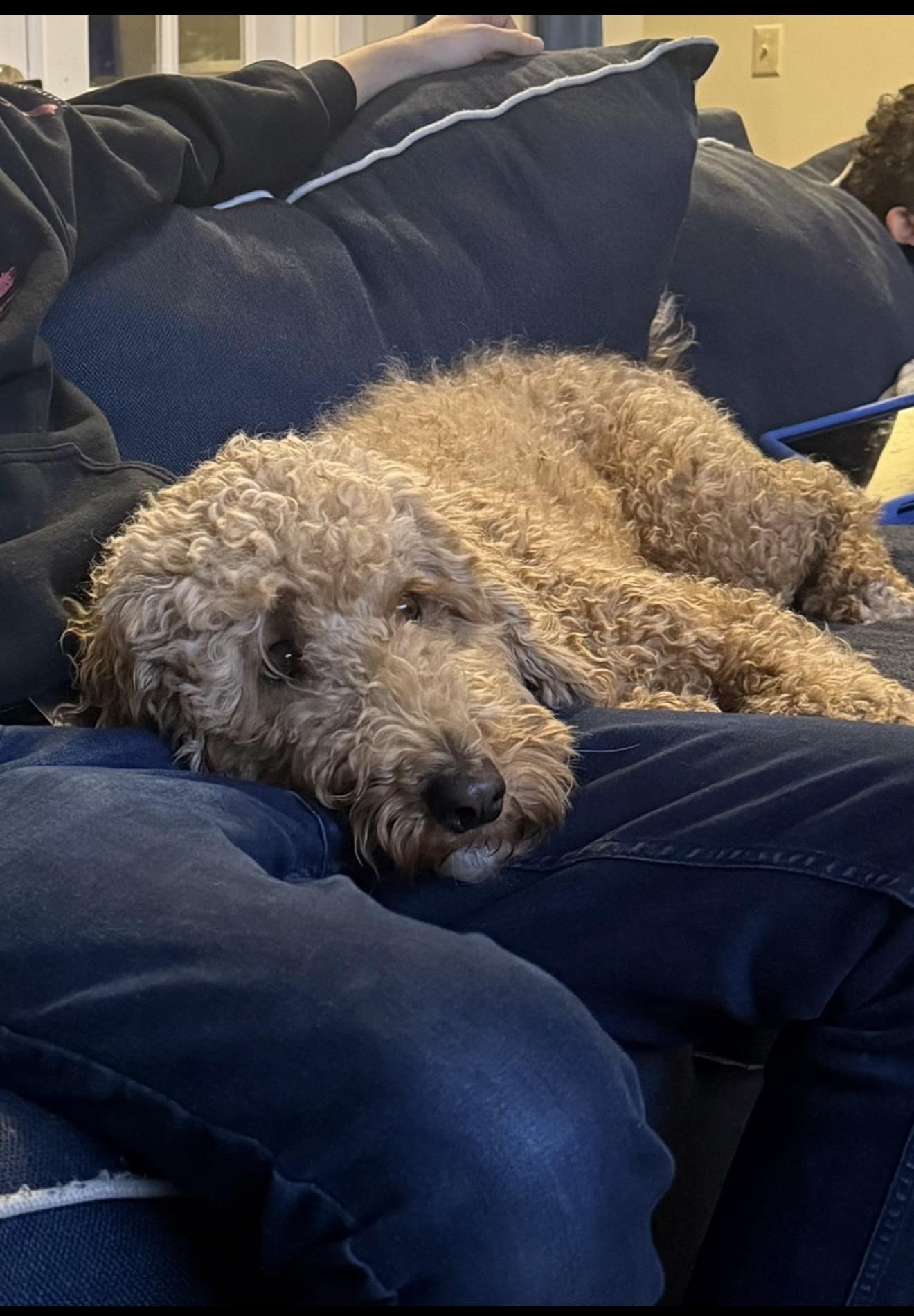 Bruno, adopted, Adult Male Goldendoodle.