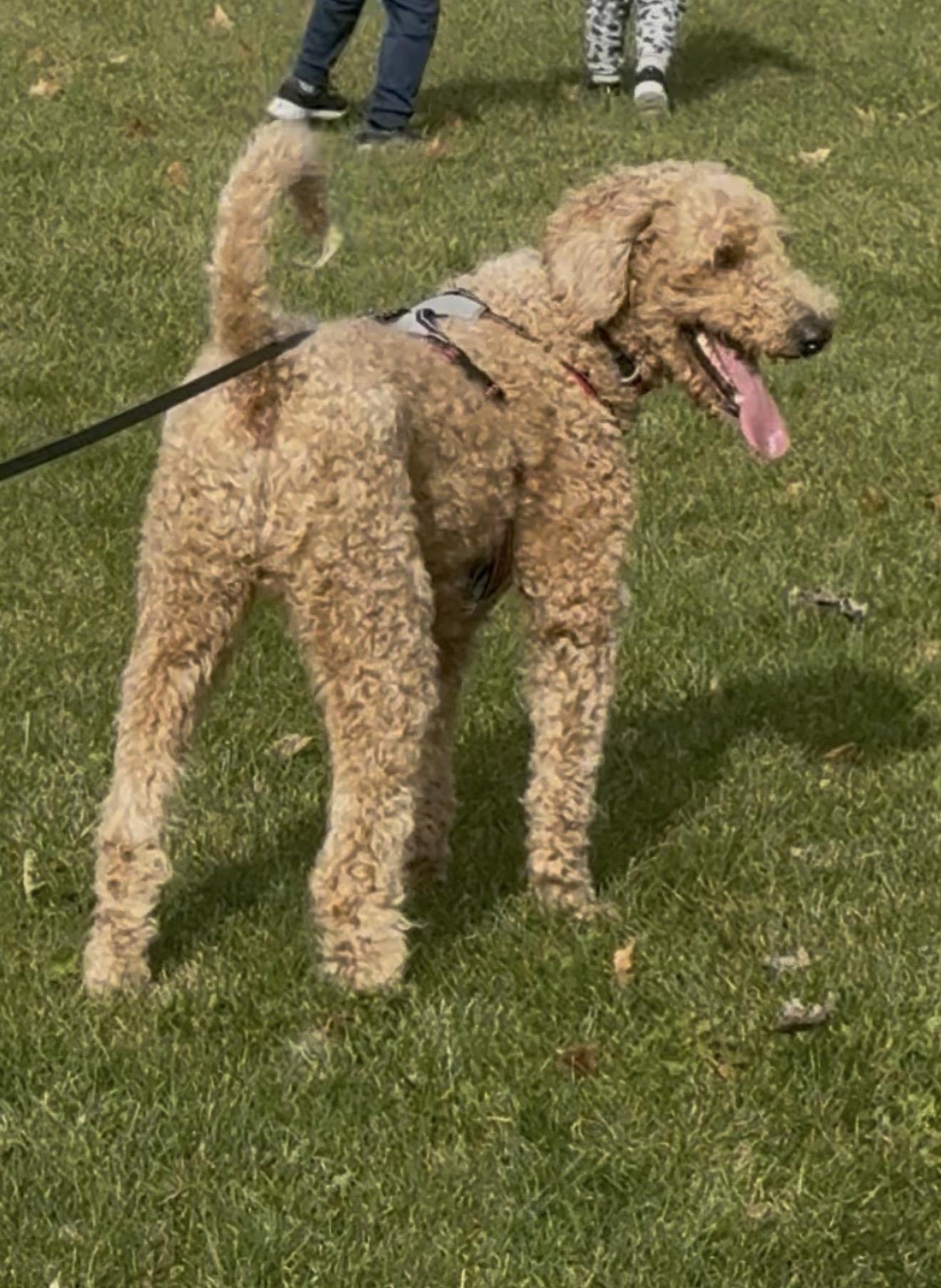 Enlarge Bruno, an adopted Goldendoodle in Oswego, IL image 4/6