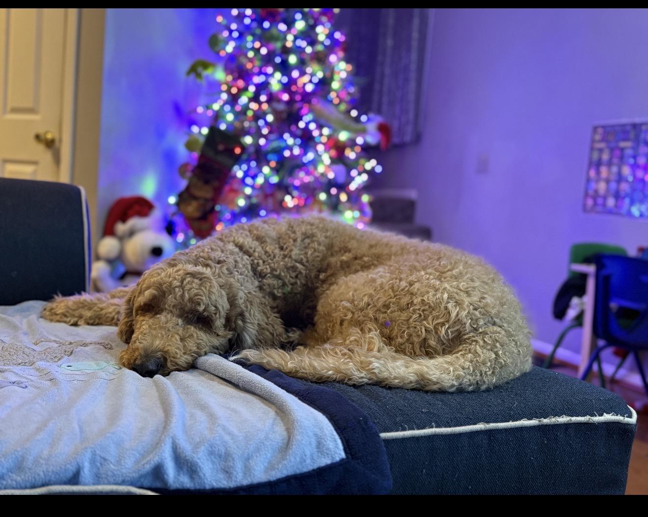 Enlarge Bruno, an adopted Goldendoodle in Oswego, IL image 3/6