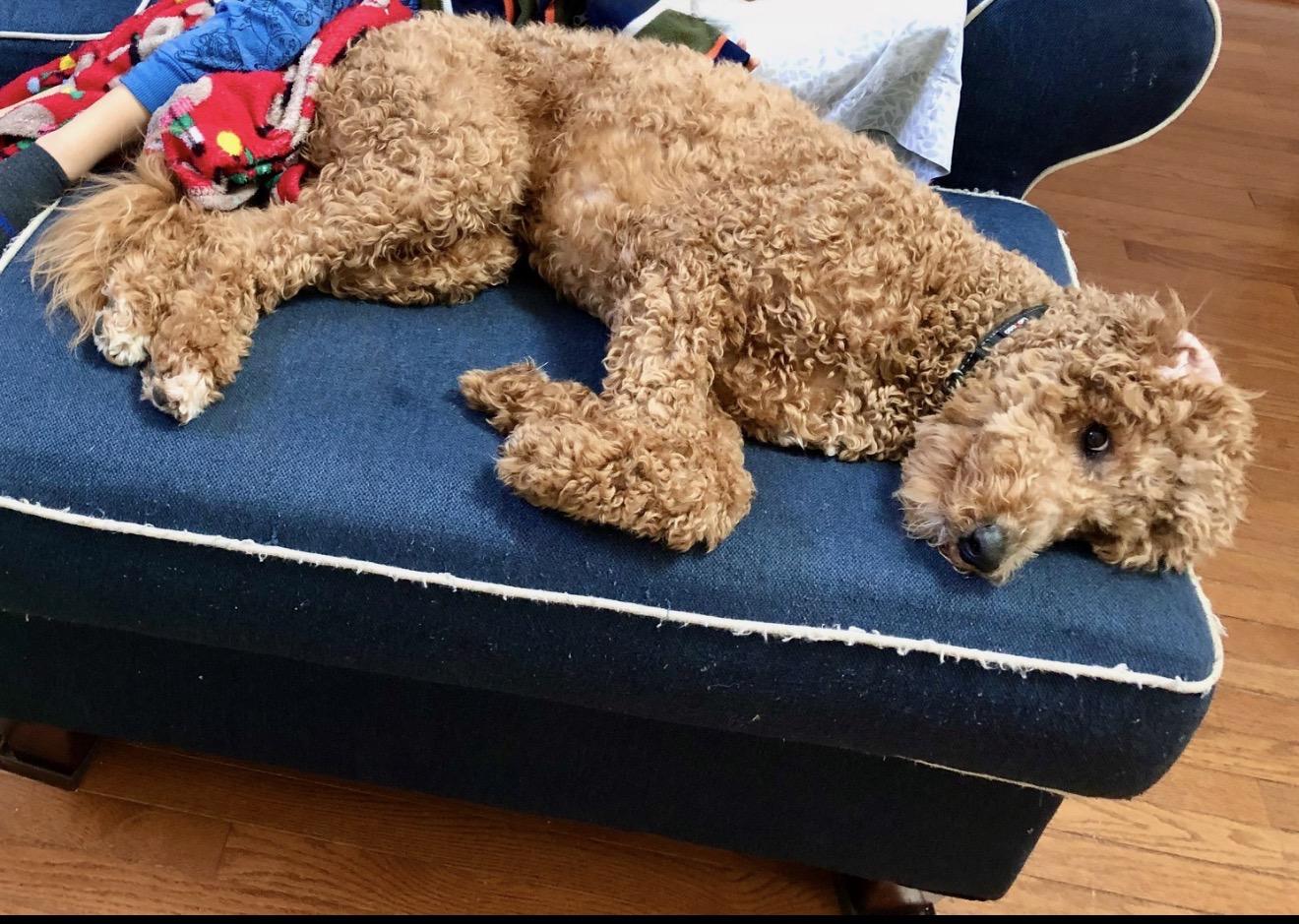 Enlarge Bruno, an adopted Goldendoodle in Oswego, IL image 5/6