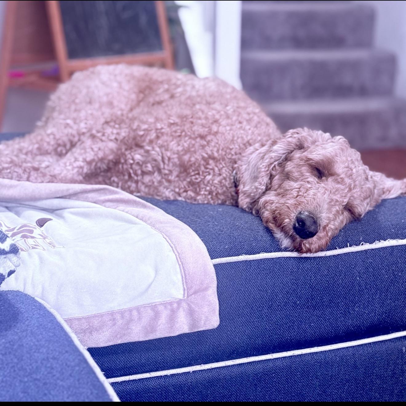 Enlarge Bruno, an adopted Goldendoodle in Oswego, IL image 6/6