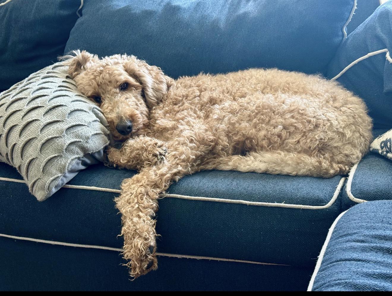 Enlarge Bruno, an adopted Goldendoodle in Oswego, IL image 2/6