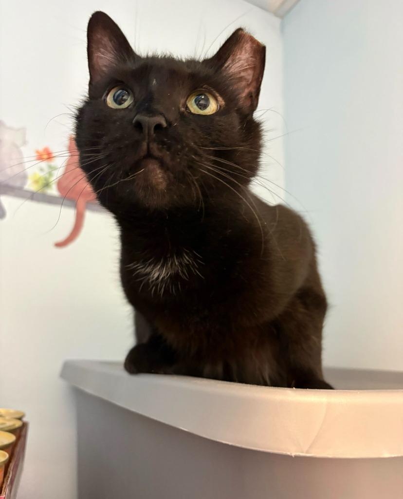 Cocoa Biscuit, Adoptable, Young Female Domestic Short Hair.