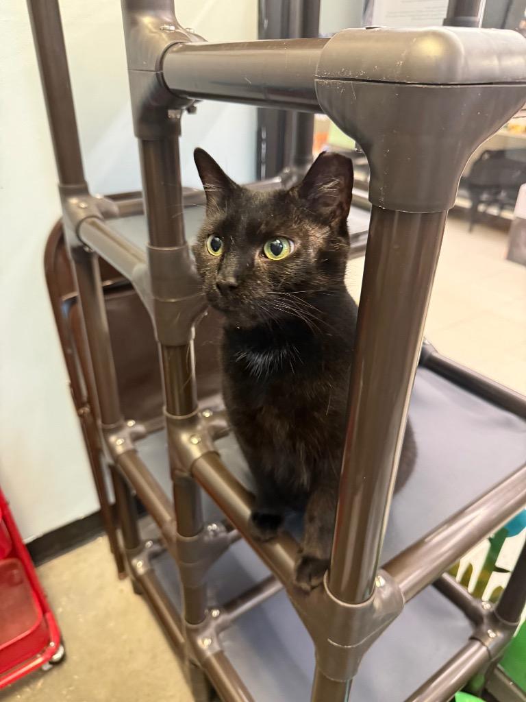 Cocoa Biscuit, Adoptable, Young Female Domestic Short Hair.