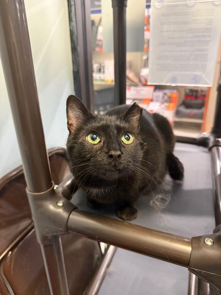 Cocoa Biscuit, a Adoptable mixed breed in Pawtucket, RI image 3/6