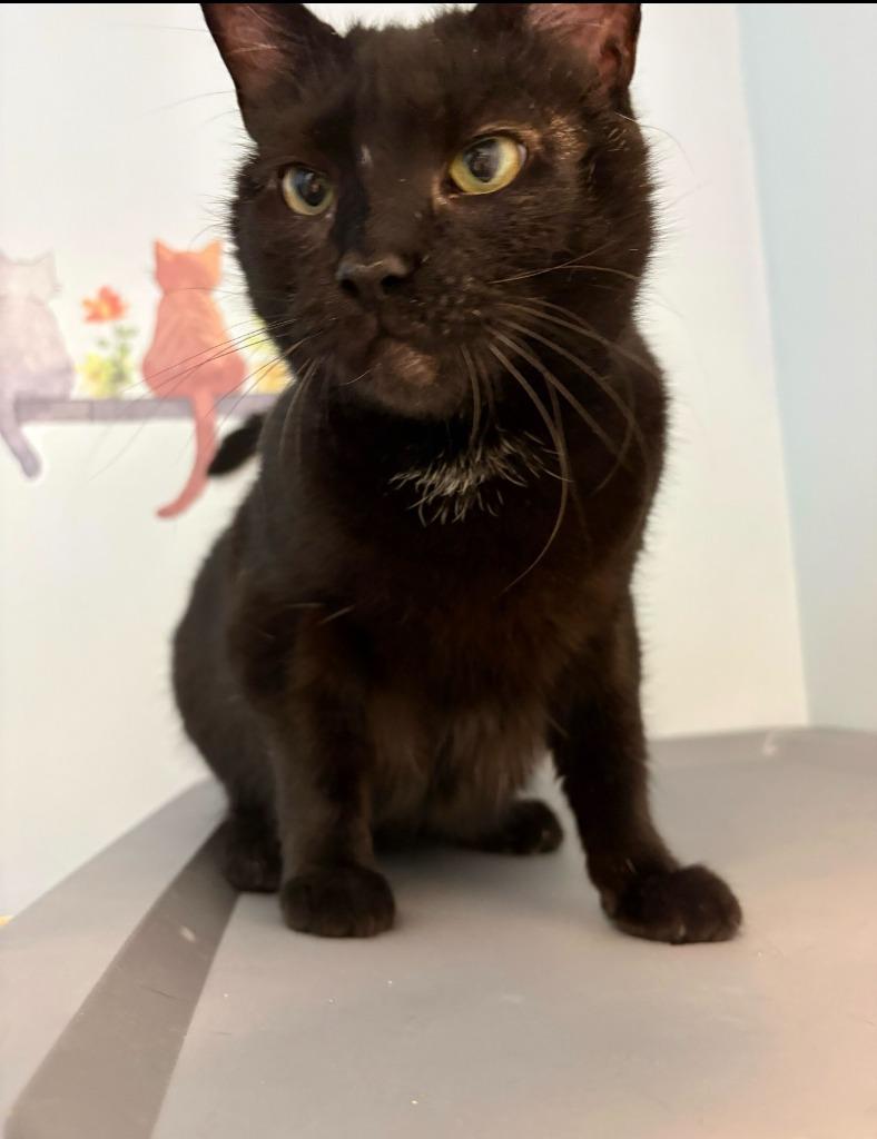 Enlarge Cocoa Biscuit, a Adoptable mixed breed in Pawtucket, RI image 4/6