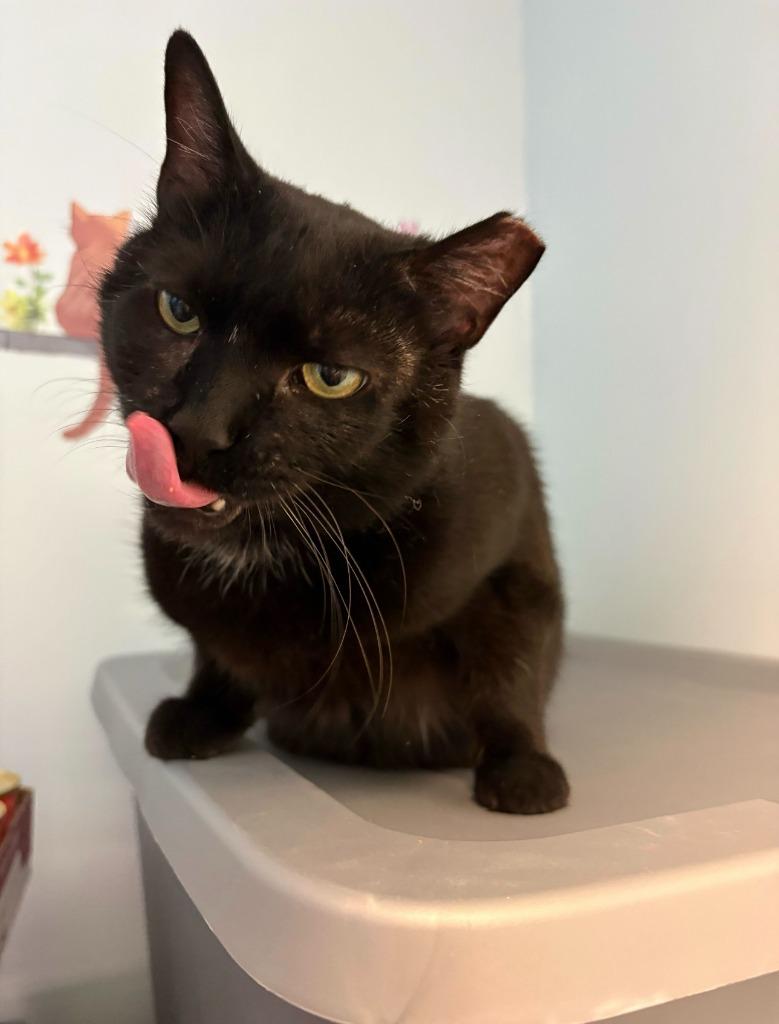 Cocoa Biscuit, a Adoptable mixed breed in Pawtucket, RI image 4/6