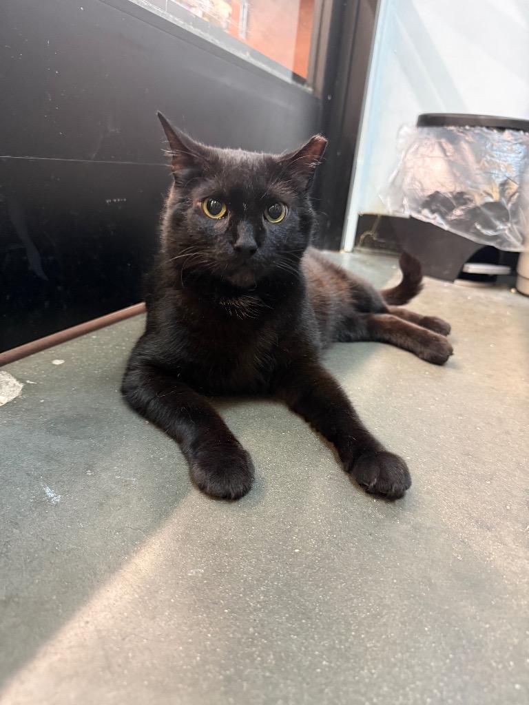 Cocoa Biscuit, a Adoptable mixed breed in Pawtucket, RI image 5/6