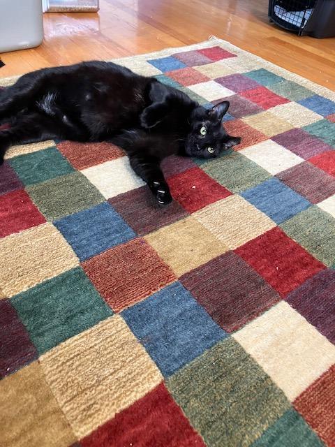 Cocoa Biscuit, a Adoptable mixed breed in Pawtucket, RI image 6/6