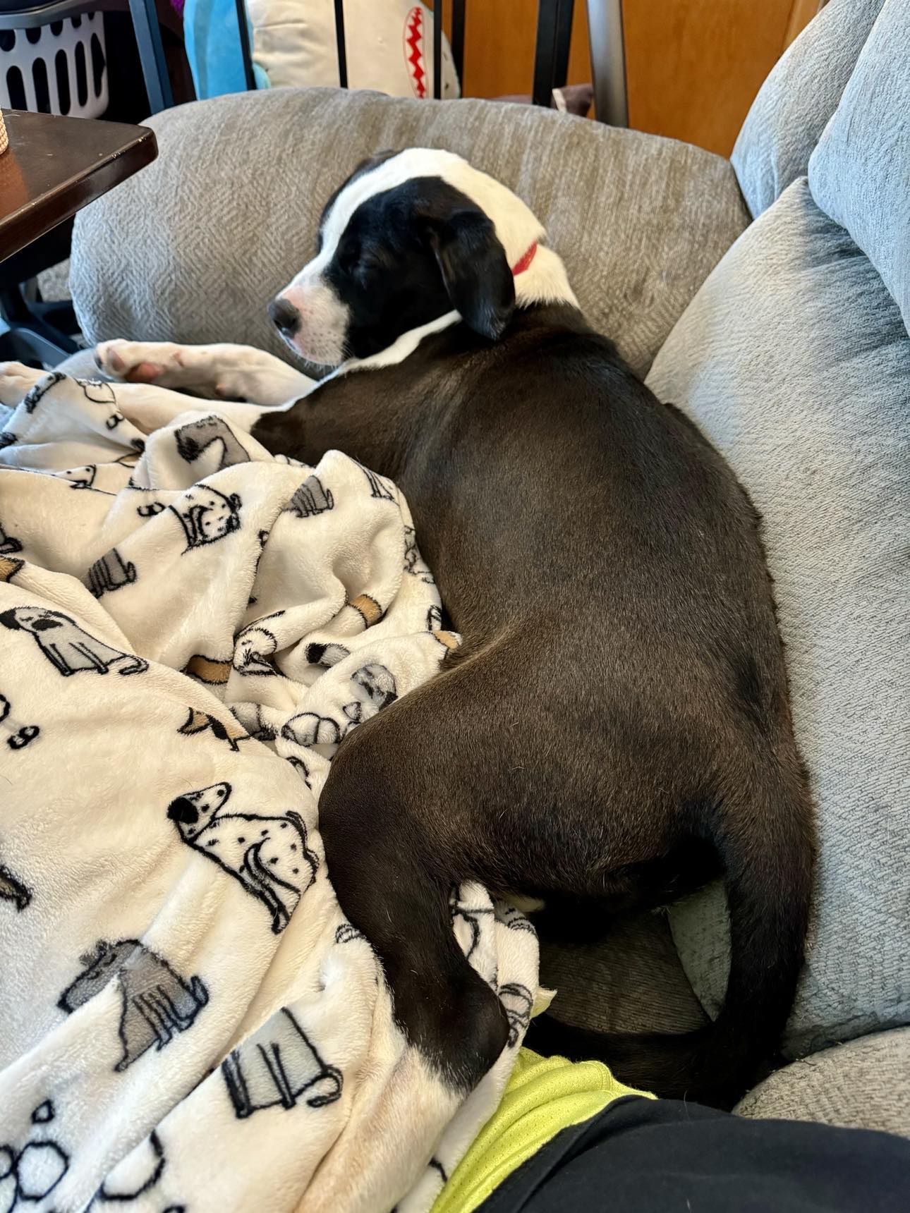 Maggie, a Adopted mixed breed in Milwaukee, WI image 3/4