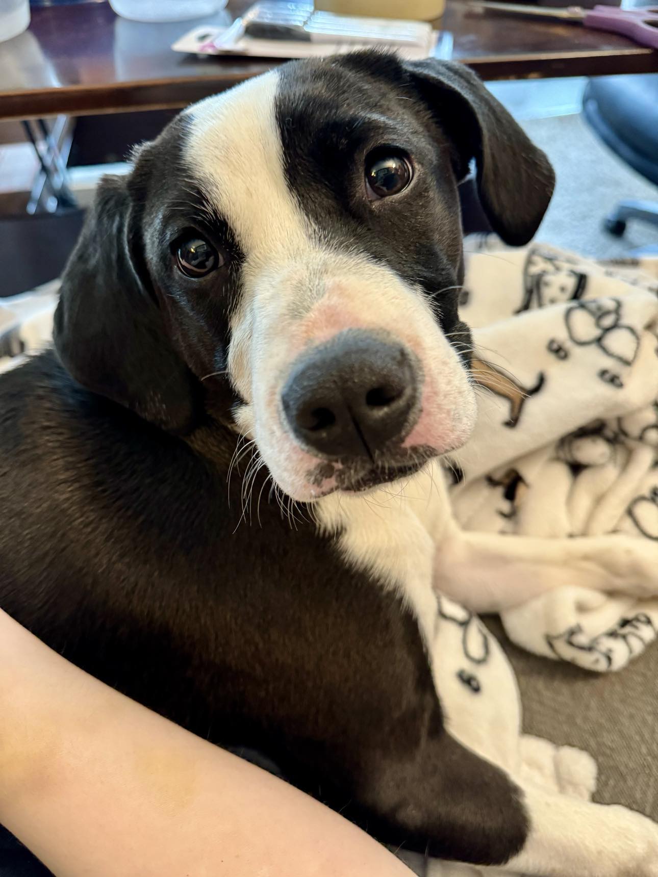 Maggie, a Adopted mixed breed in Milwaukee, WI image 2/4