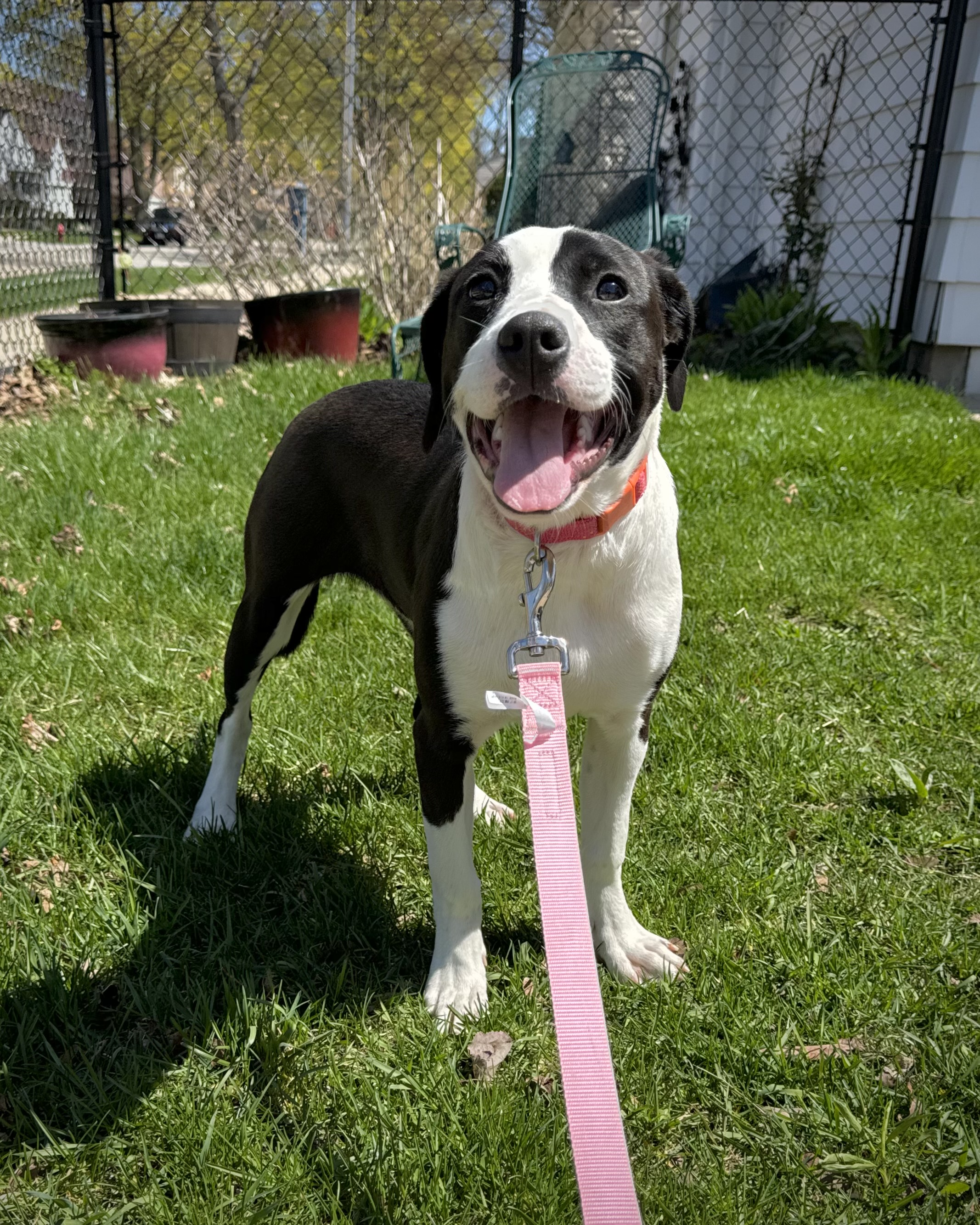 Maggie, Adopted, Young Female Labrador Retriever & Blue Lacy.