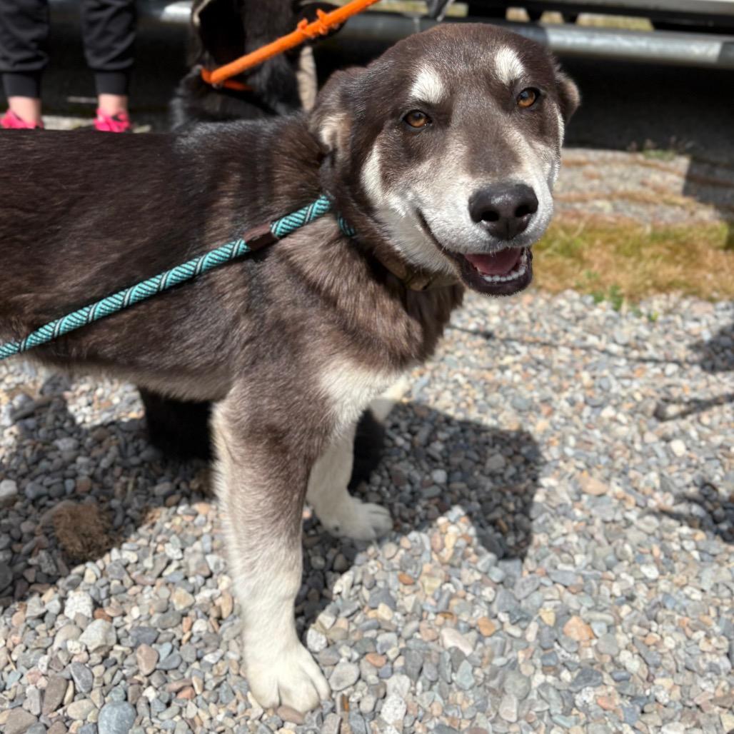 Enlarge Cash, a Adoptable mixed breed in Spokane, WA image 1/6