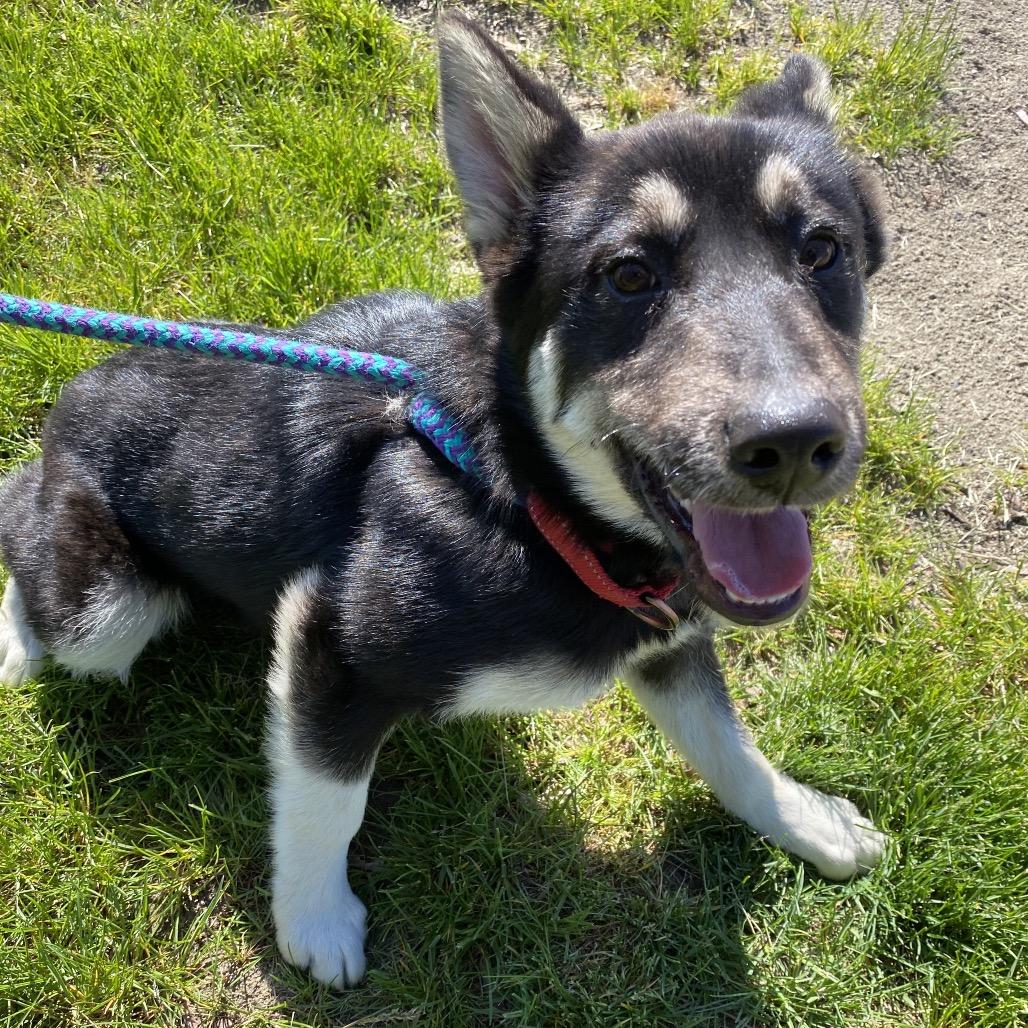 Enlarge Cash, a Adoptable mixed breed in Spokane, WA image 2/6