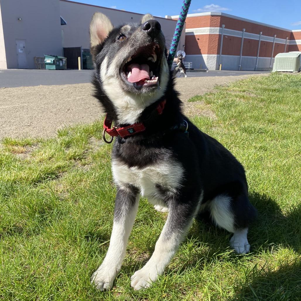 Enlarge Cash, a Adoptable mixed breed in Spokane, WA image 3/6