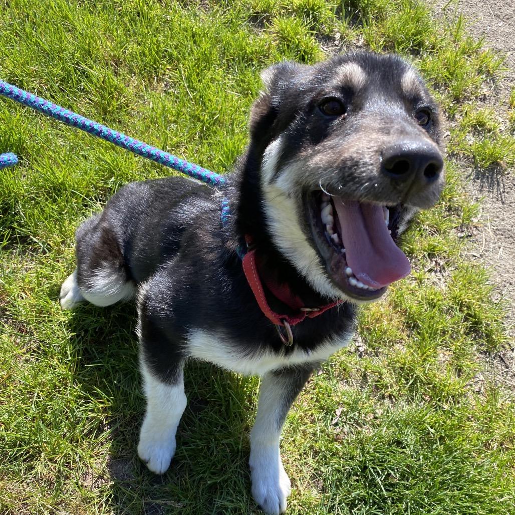 Enlarge Cash, a Adoptable mixed breed in Spokane, WA image 4/6