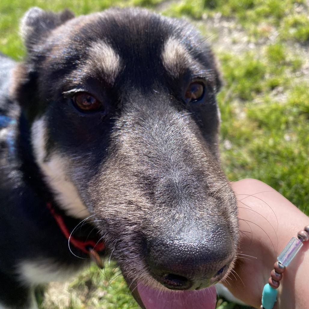 Enlarge Cash, a Adoptable mixed breed in Spokane, WA image 5/6