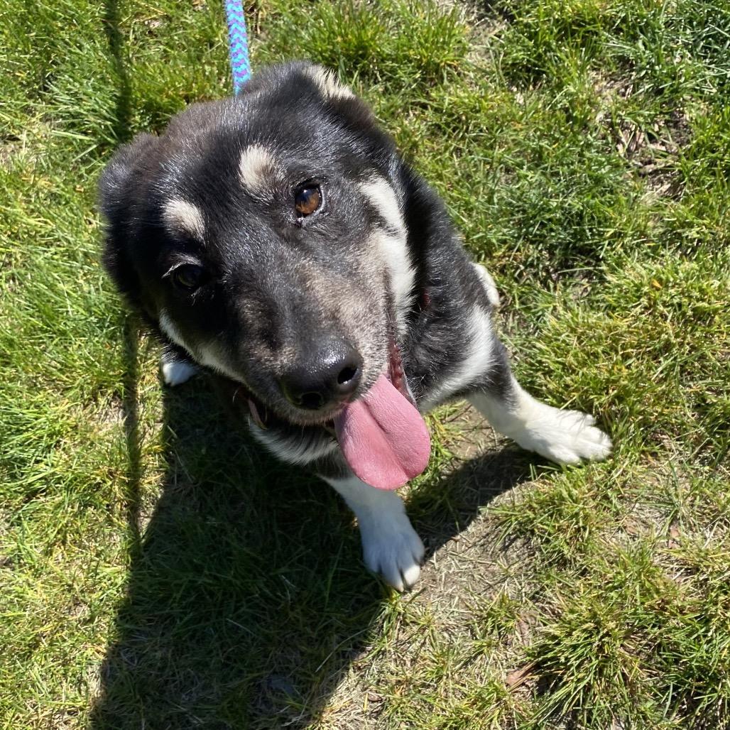 Enlarge Cash, a Adoptable mixed breed in Spokane, WA image 6/6