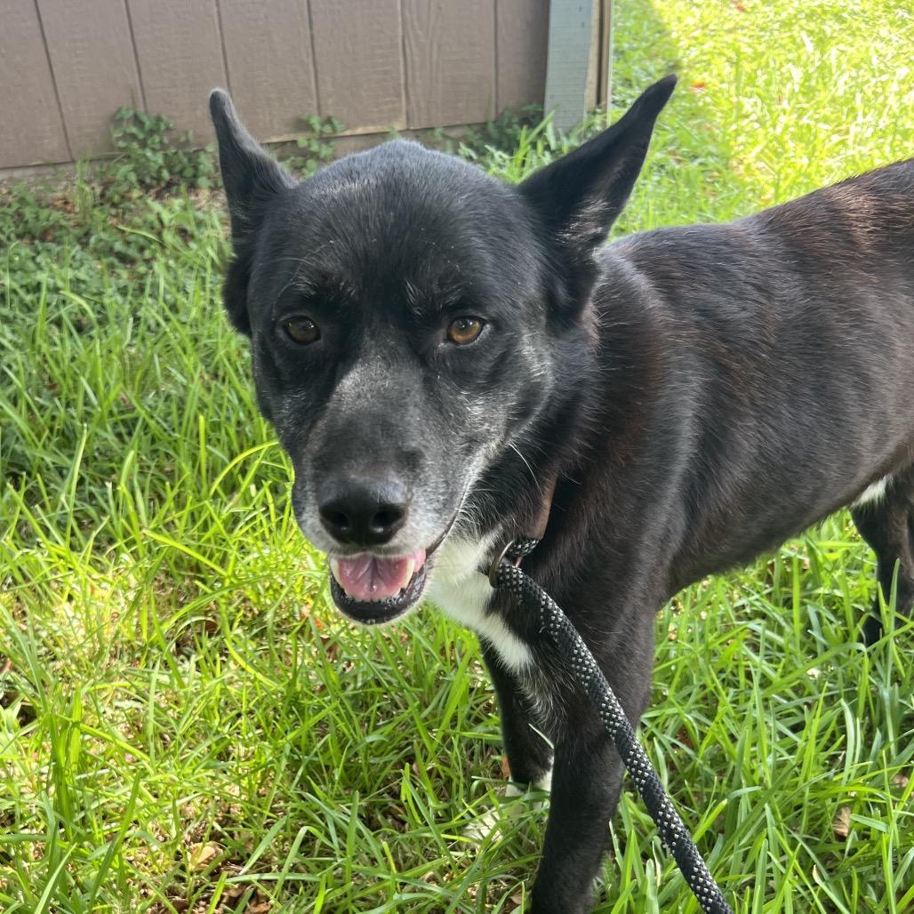 Enlarge Benton, a Adoptable Mixed Breed in Lake Jackson, TX image 1/3