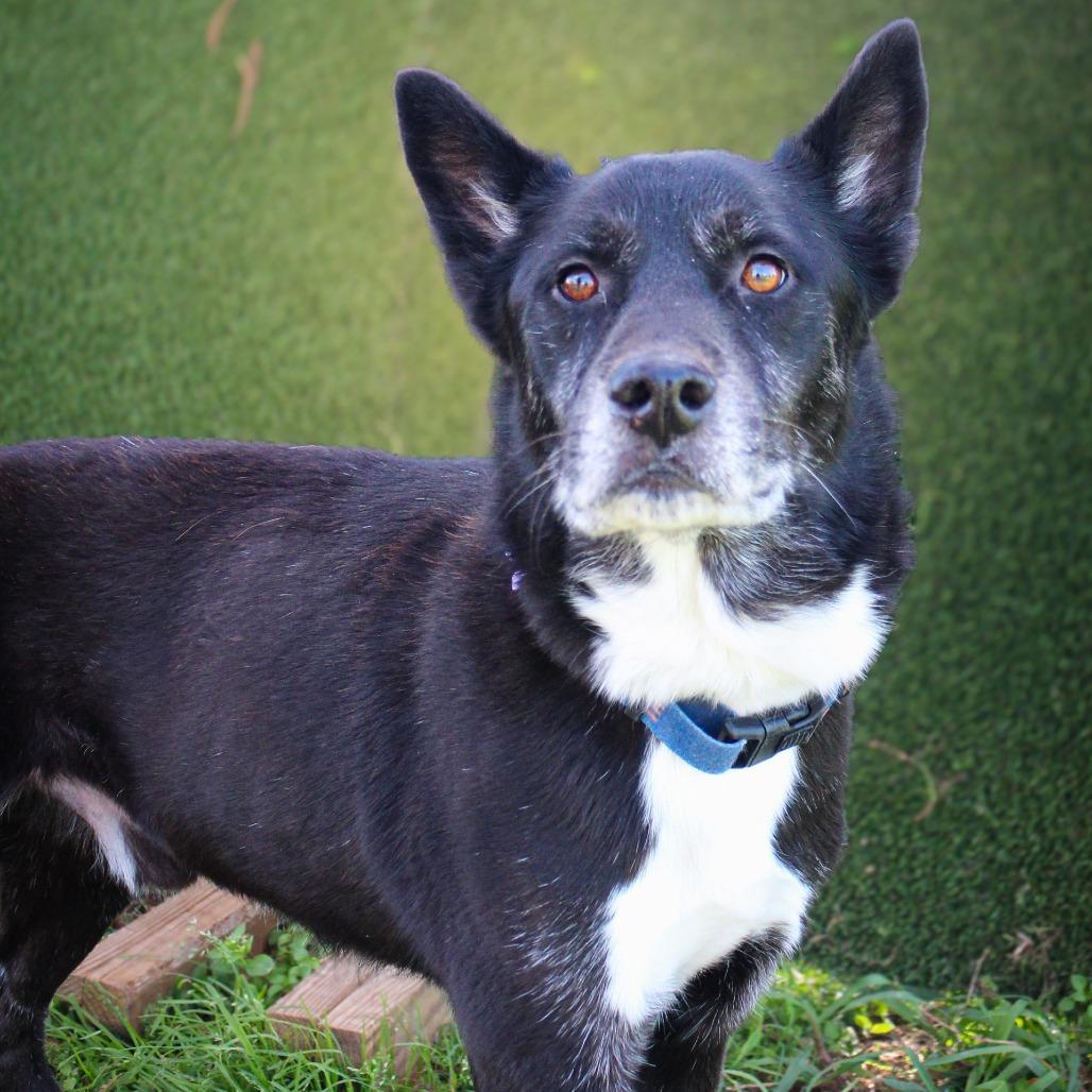 Enlarge Benton, a Adoptable Mixed Breed in Lake Jackson, TX image 2/3