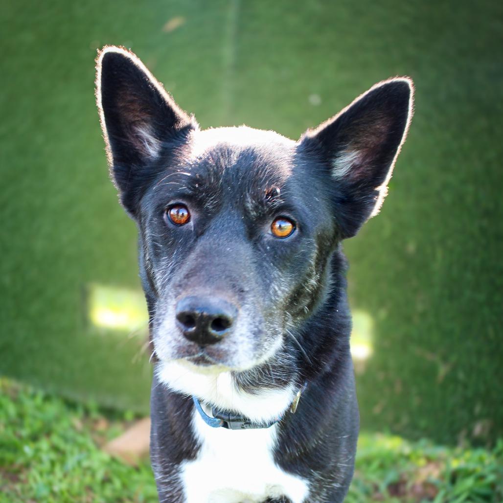 Enlarge Benton, a Adoptable Mixed Breed in Lake Jackson, TX image 3/3