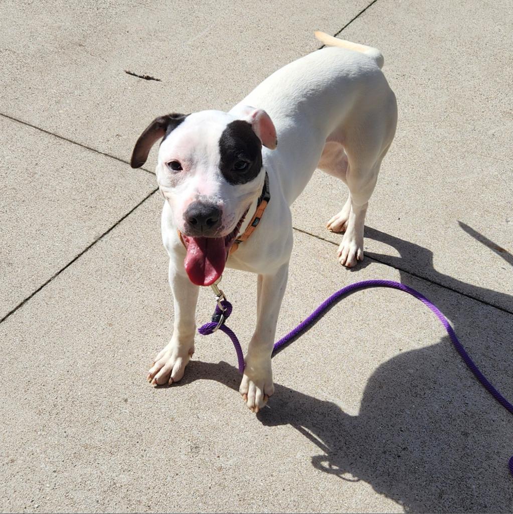 Enlarge Sebastian, a Adoptable American Staffordshire Terrier in Grand Rapids, MI image 1/6